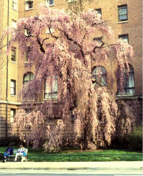 japanese cherry tree pictures. Weeping Japanese Cherry